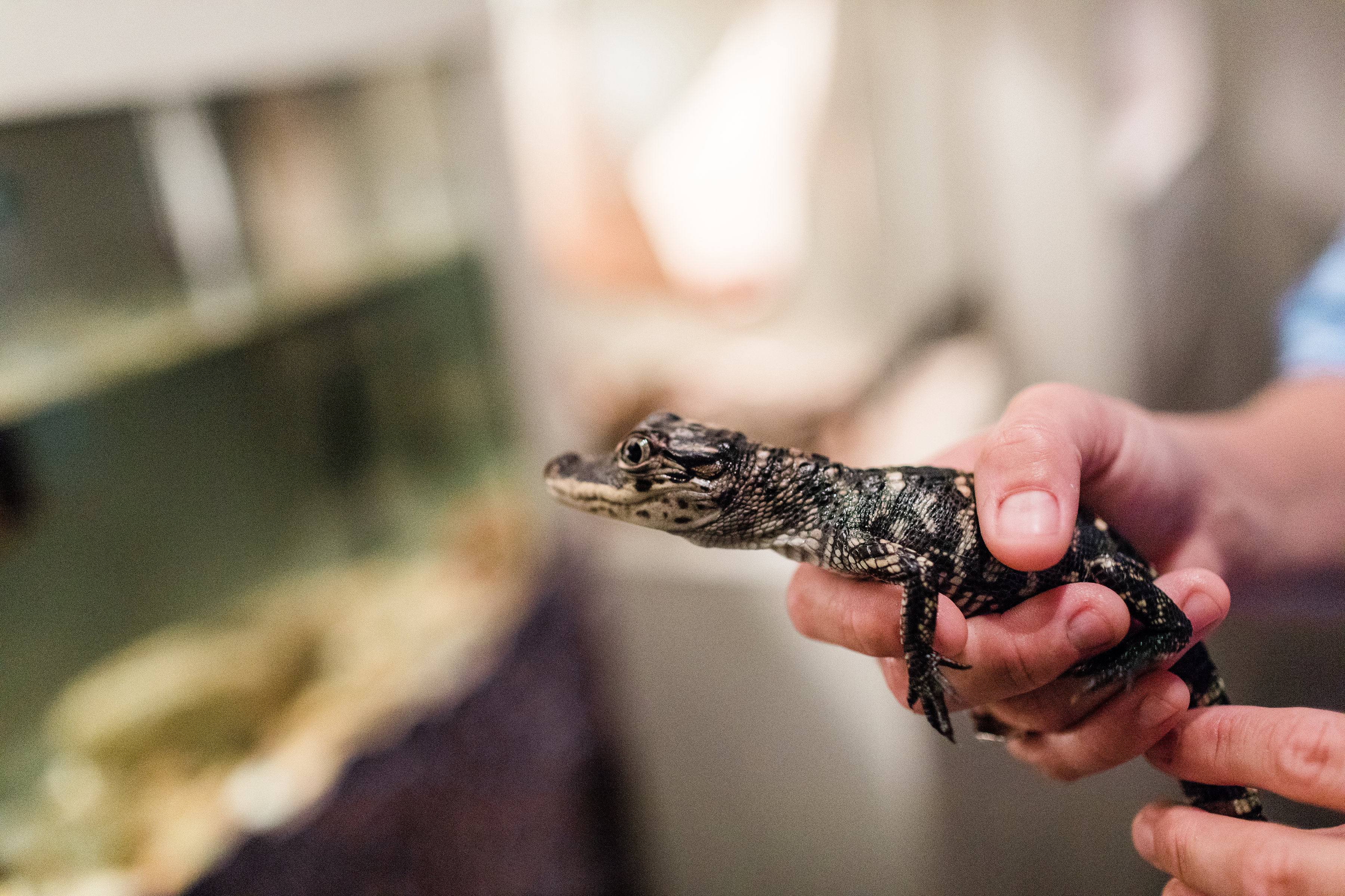 Tybee Island Marine Science Center