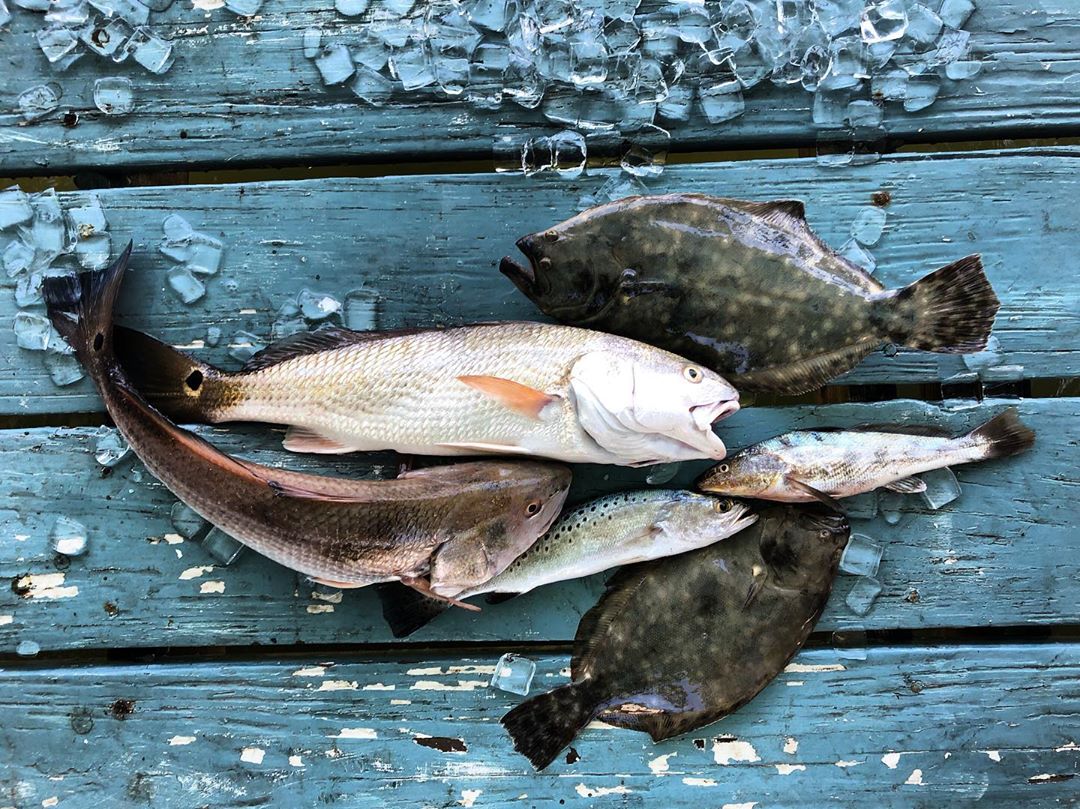 local fish tybee island