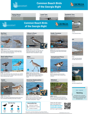 Common Beach Birds of the Georgia Bight