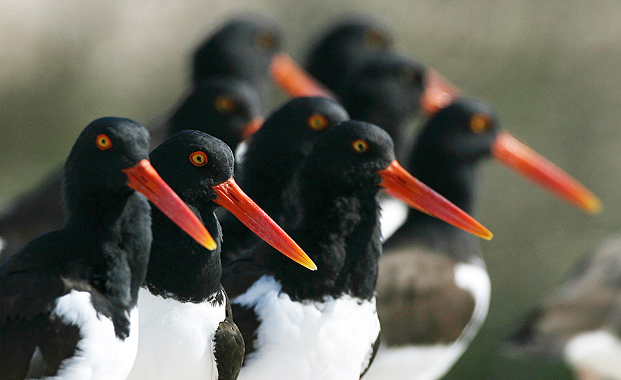 Bird watching oyster catchers