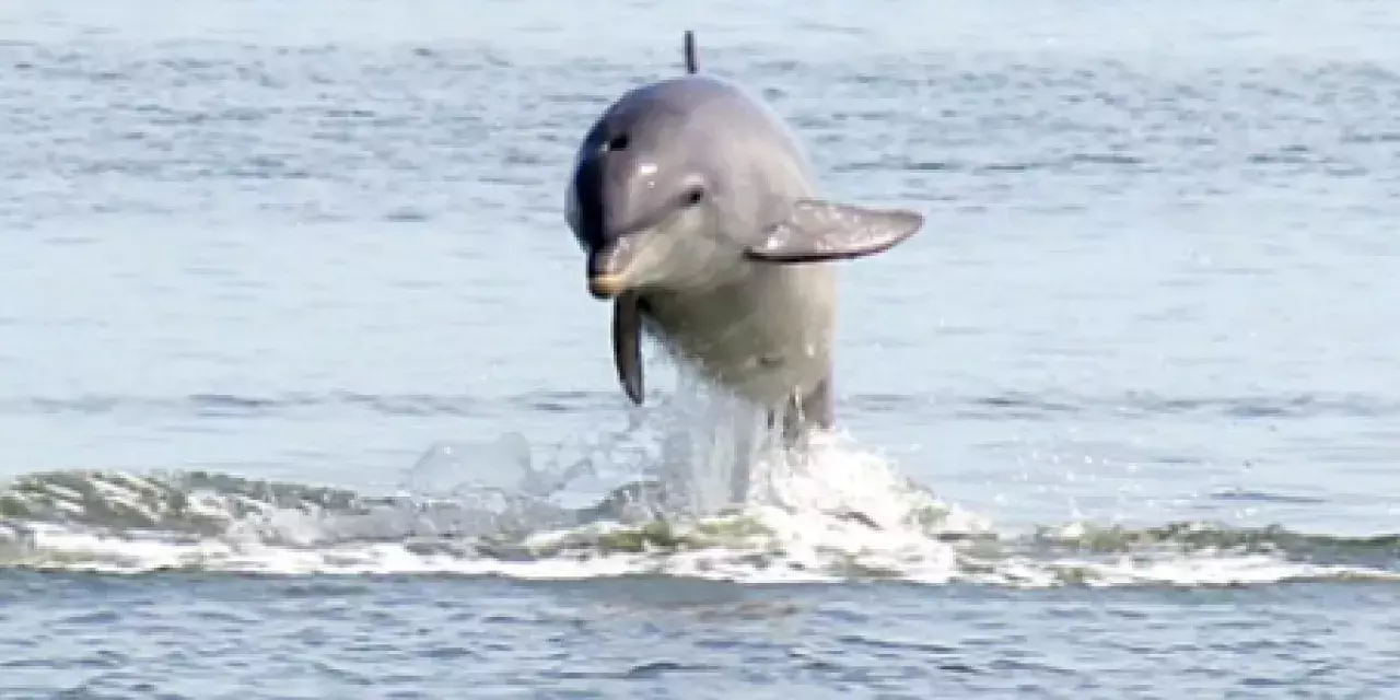 Dolphins on Tybee Island.