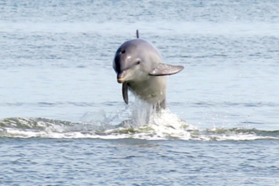 Dolphins on Tybee Island.