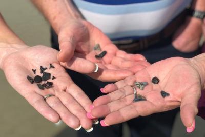 Tybee Shark Teeth Tours
