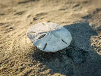 Sand Dollar Little Tybee Island