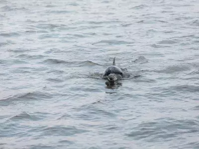 dolphin tour tybee island excursion