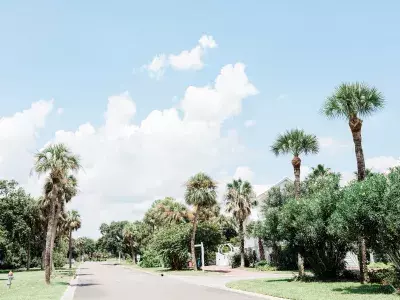 An island neighborhood surrounded by large palm trees