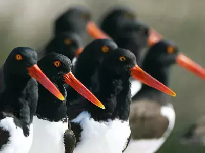 A closeup of Oystercatcher birds - black bodies, white chest, red beaks