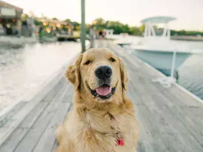 A smiling golden retriever sitting on a wooden dock with boats and water in the background on Tybee Island.