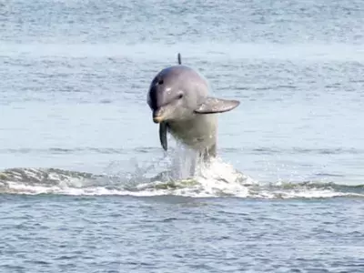 A dolphin jumping out the ocean.