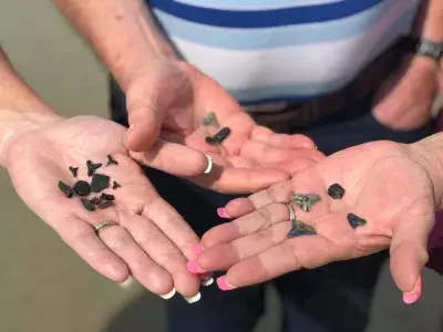 Tybee Shark Teeth Tours