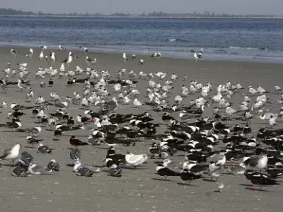 A mix of shorebirds and seabirds on the beach