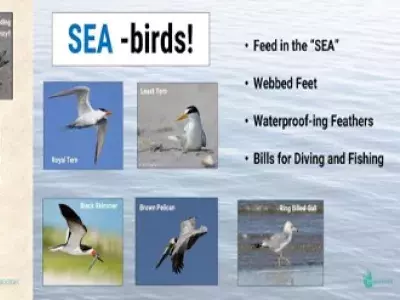 A graphic that depicts shorebirds and seabirds