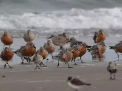 A large group of Red Knot birds on the beach