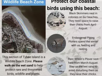 A graphic map of Tybee Island’s Wildlife Beach Zone