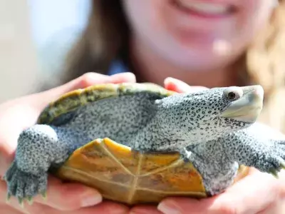 A woman holding a turtle.
